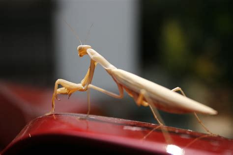 albino praying mantis weasyl
