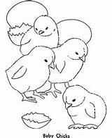 Hatching Chicks Feel sketch template