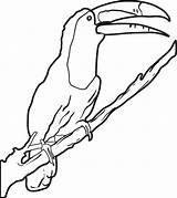 Toucan Coloring Pages Printable Birds Kids 1000px 31kb sketch template