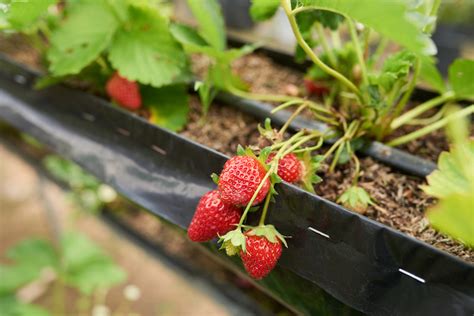 grow strawberries  seeds    infos