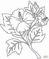 Hibiscus Supercoloring Coloringonly Indiaparenting sketch template