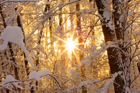 forest light snow sun winter image 284087 on