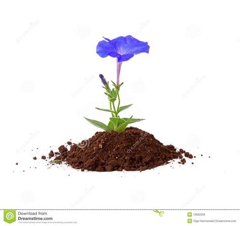 Flower In The Ground Royalty Free Stock Images   Image  