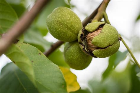 walnussbaum wissenswertes zur frucht und ertrag