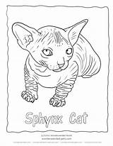 Hairless Cat Drawing Coloring Pages Getdrawings sketch template