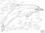 Dolphin Bottlenose Drawing Getdrawings Dolphins sketch template