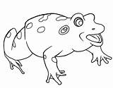 Coloring Pages Bullfrog Calling Mate His Color sketch template