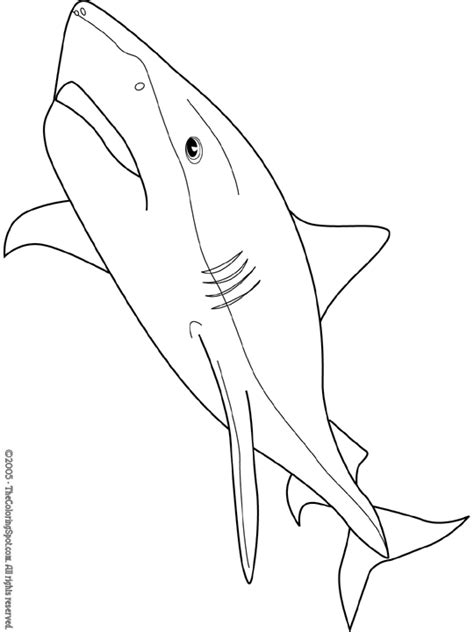 tiger shark coloring page audio stories  kids  coloring