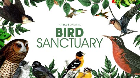 bird sanctuary youtube