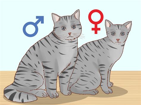 determine  sex   kitten  steps  pictures