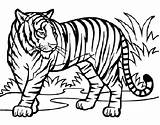 Lions Tigers sketch template