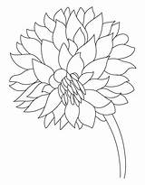 Dahlia Coloring Flower Dalia Garden Drawing Pages Drawings 16kb 810px Kids Getdrawings sketch template