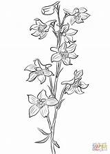 Larkspur Coloring Flowers Pages Drawing Printable Plants Coloringonly Categories Iris sketch template