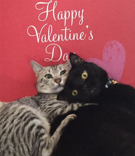 merry valentines day   cat authors