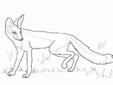 Fox Drawing Coloring Pages Kit Arctic Ox Swift Cute Getdrawings Super Color Puzzle Categories Supercoloring sketch template