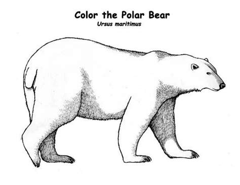 gambar top   printable polar bear coloring pages  lars