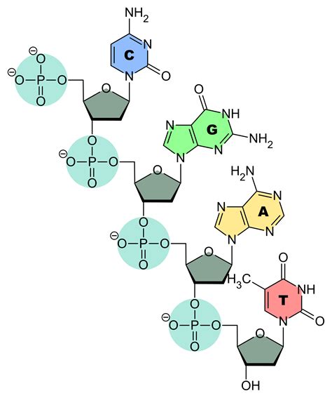 dna  rna structure function expii