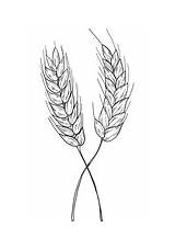 Herbst Wheat Ausmalbilder sketch template