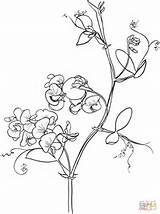 Drawing Lathyrus Sweetpea Odoratus Poppy Outlines Colouring Peas Drawings sketch template