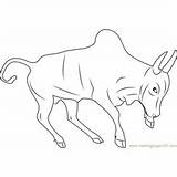 Bull Coloring Pages Indian Printable Bulls sketch template