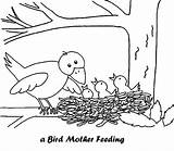 Coloring Pages Bird Nest Drawing Babies Printable Nests Spring Animals Coloringpagesfortoddlers sketch template