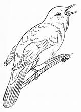 Usignolo Disegno Nightingale Nachtigall Ausmalbild Zum sketch template