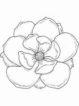 Magnolia Coloring Pages Drawing Flower Tree Flowers Print Template Sketch Color Recommended Getdrawings sketch template