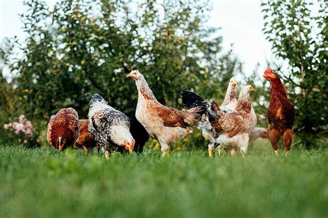 chickens on the farm by stocksy contributor dimitrije tanaskovic