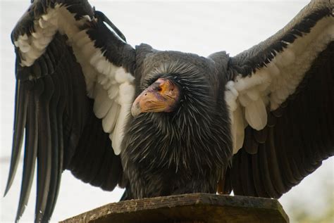 california condors duskys wonders