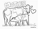 Vaca Bezerro Vacas Mothers Ctr Mamando Hereford Coloringcity Coloringhome sketch template