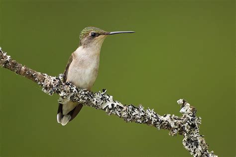 ruby throated hummingbird facts