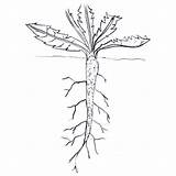 Taproot Coloring Plants Growing sketch template