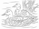 Duck Mallard Supercoloring Canard Adult Pond Coloriage Colorare Patos Sheldrake Sheets Bird Reais Coppia Germani Reali Imprimez Gratuitement Designlooter Stockente sketch template