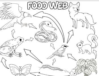 food web coloring sheets  consettalessons tpt