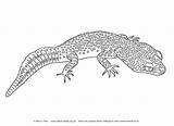 Gecko Coloring Pages Bearded Dragon Reptiles Leopard Colouring Teddy Nutty Yellow Print Crested Kids Printable Reptile Geckos Dragons Spotty Henry sketch template