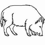 Ausmalbilder Wildschwein Wildschweine Ausdrucken Malvorlagen Ausmalbild Boar Karneval Waldtiere sketch template