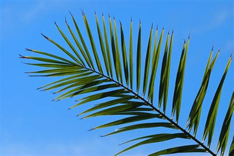 palm leaves hunker
