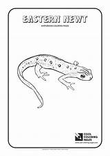 Coloring Newt Pages Eastern Cool Printable Animals Color Frog Lipped Tree Kids Amphibians sketch template