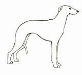 Whippet Coloring Pages Dog Running Easy Thewhippet sketch template