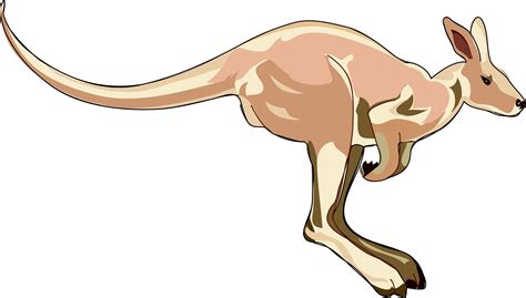 free images kangaroo mammal marsupial hopping