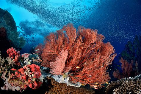 underwater photographer   year  breathtaking     sea ibtimes uk