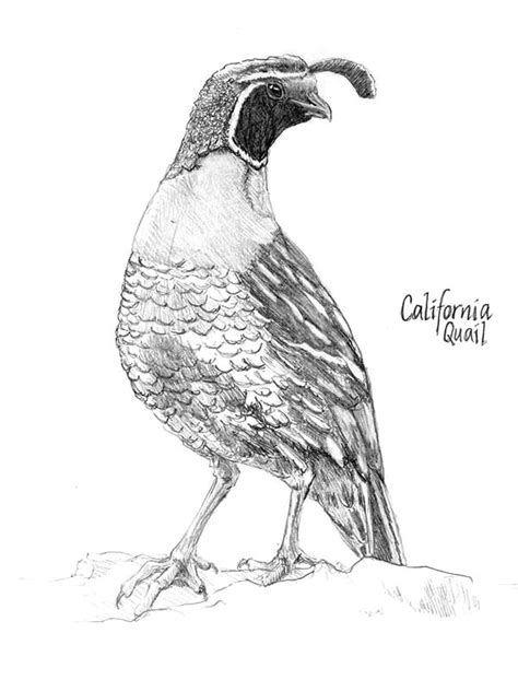 beautiful california valley quail coloring page color luna