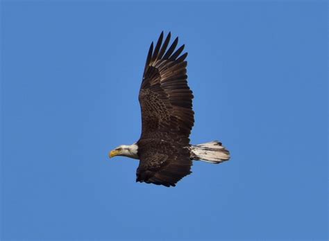 bald eagle  flight   viewfinder