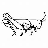 Saltamontes Pintar Grasshopper Educación Recursos Menta sketch template