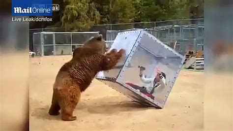 Grizzly Bear Pushes Over Woman Trapped Inside Cube Video Dailymotion