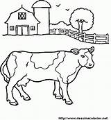 Beef Coloring Animals Drawing Pages Getdrawings sketch template