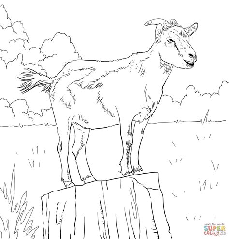 realistic domestic goat coloring page  printable coloring pages
