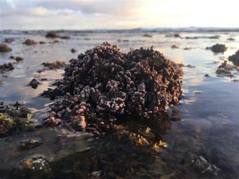 Corals And Seaweed On Black Sand Beach In Kekaha On Kauai