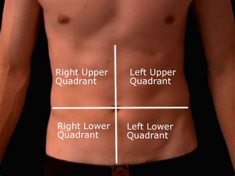 organs   abdomen regions  health guide