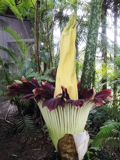 video stinky  corpse flower blooms   hilo  year